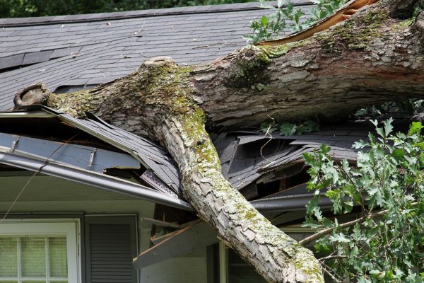 Storm Remediation in Mason